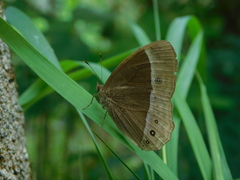 Mycalesis sudra