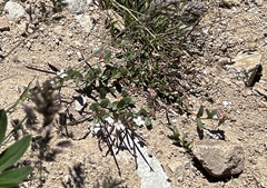 Epilobium clavatum