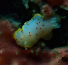 Goniobranchus hunterae