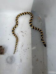 Homoroselaps lacteus