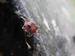 Tessaratoma papillosa