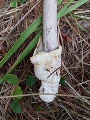 Amanita constricta