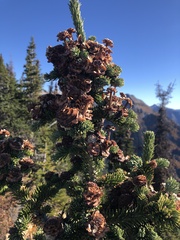 Abies lasiocarpa