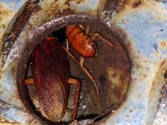 Shelfordella lateralis