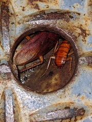 Shelfordella lateralis