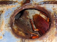 Shelfordella lateralis