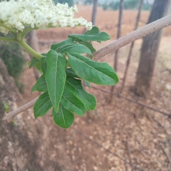 Sambucus nigra