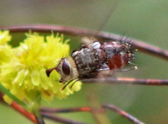 Linnaemya