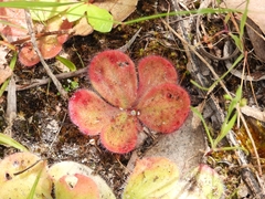 Drosera collina