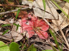 Drosera collina