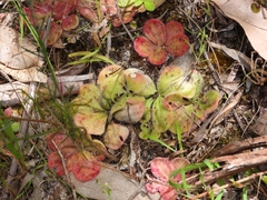 Drosera collina