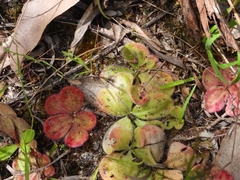 Drosera collina