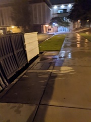 Shelfordella lateralis