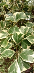 Ficus triangularis