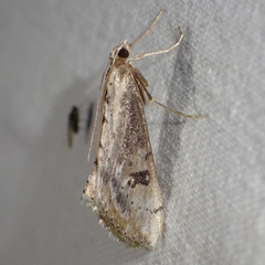 Evergestis isatidalis