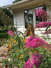 Heraclides cresphontes