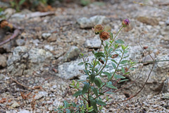 Monardella odoratissima glauca