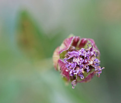 Monardella odoratissima glauca