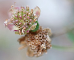 Monardella odoratissima glauca