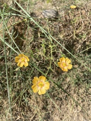 Kallstroemia grandiflora