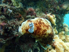 Aphelodoris varia