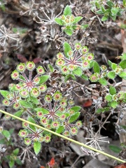 Pomax umbellata