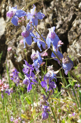 Delphinium nuttallianum