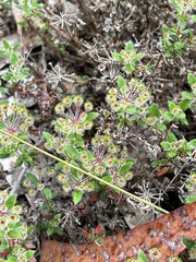 Pomax umbellata