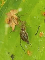 Allagelena gracilens