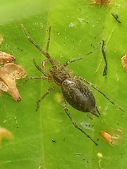 Allagelena gracilens