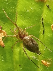 Allagelena gracilens