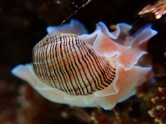 Hydatina physis