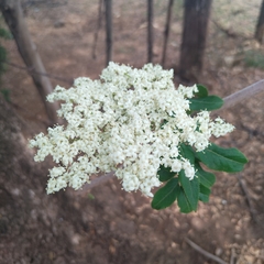 Sambucus nigra
