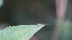 Aciagrion borneense