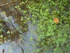 Callitriche palustris