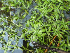 Callitriche palustris