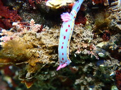 Hypselodoris bennetti