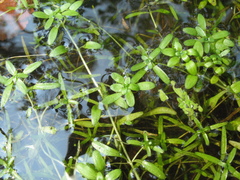 Callitriche palustris