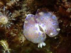 Goniobranchus thompsoni