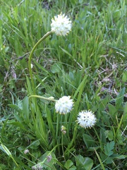 Triantha occidentalis