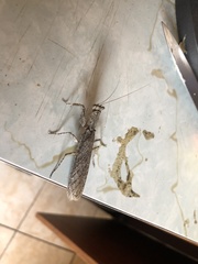 Tarachodes sanctus
