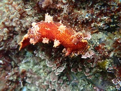 Plocamopherus imperialis