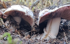 Agaricus campestris