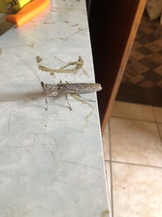 Tarachodes sanctus