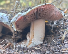 Agaricus campestris