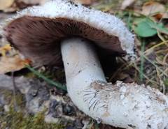 Agaricus campestris
