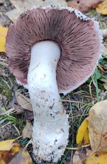 Agaricus campestris