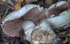 Agaricus campestris