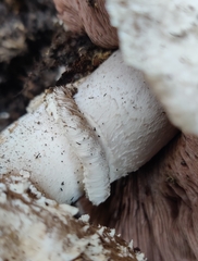 Agaricus campestris