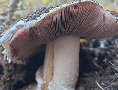Agaricus campestris